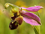 Wild Flowers