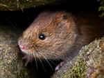 Mammals