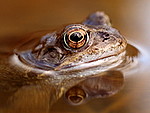 Amphibians & Reptiles