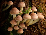 Fungi