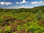Wharncliffe Heath