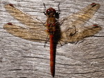 Invertebrates